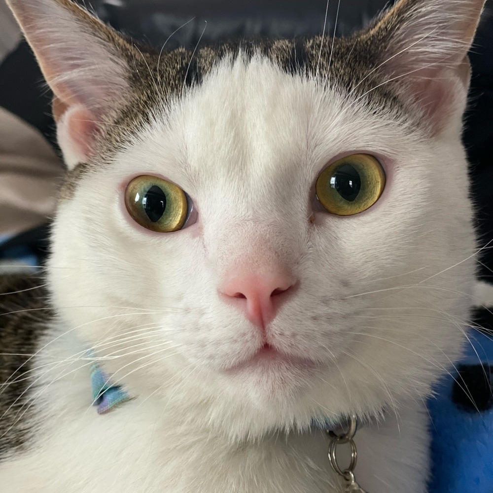 Meet your Posher, Amy